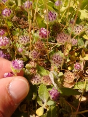 Trifolium barbigerum