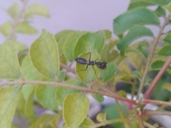 Odontomantis planiceps