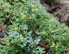 Sedum actinocarpum