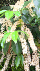 Prunus lusitanica