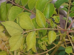 Odontomantis planiceps