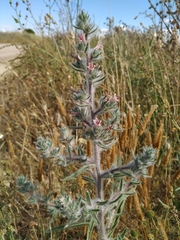 Echium asperrimum