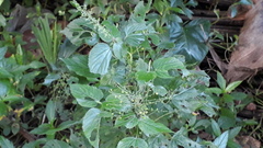 Acalypha paniculata