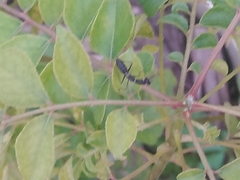 Odontomantis planiceps