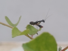 Odontomantis planiceps