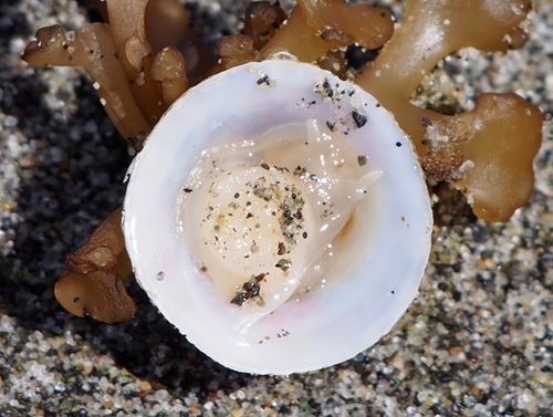 Calyptraea fastigiata observed 2017-05-16