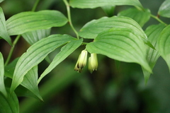 Disporum kawakamii