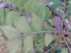 Odontomantis planiceps