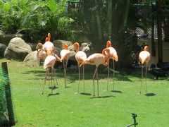 Phoenicopterus ruber