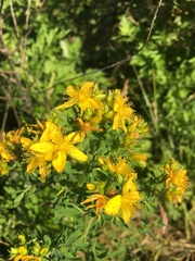 Hypericum perforatum
