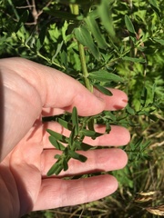 Hypericum perforatum