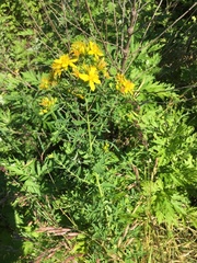 Hypericum perforatum