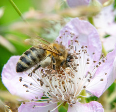 Apis mellifera