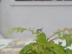 Odontomantis planiceps