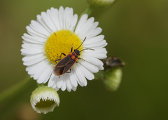 Ochrimnus lineoloides