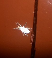 Myllocerus undecimpustulatus