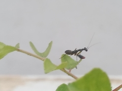 Odontomantis planiceps