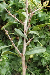 Searsia lucida lucida