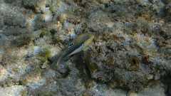 Canthigaster bennetti