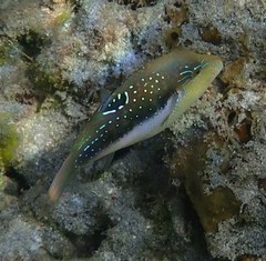 Canthigaster bennetti