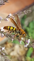 Xanthocampsomeris hesterae