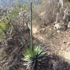 Agave triangularis