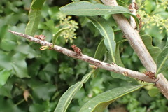 Searsia lucida lucida