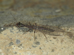 Harraphidia laufferi