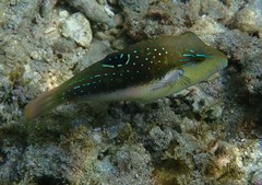 Canthigaster bennetti