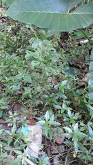 Acalypha paniculata