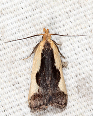 Dichomeris inserrata