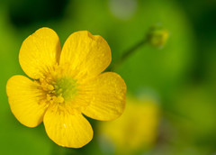 Ranunculus acris