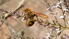 Xanthocampsomeris hesterae