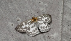 Abraximorpha davidii