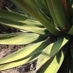 Agave triangularis