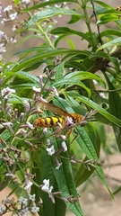 Xanthocampsomeris hesterae