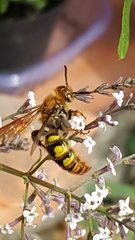 Xanthocampsomeris hesterae