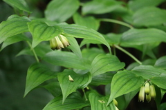 Disporum kawakamii