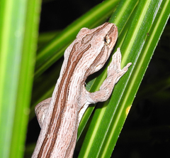 Toropuku inexpectatus