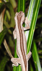Toropuku inexpectatus