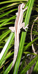 Toropuku inexpectatus