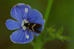 Cauchas fibulella