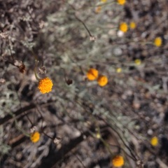 Thymophylla setifolia