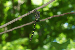 Cordulegaster erronea