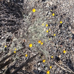 Thymophylla setifolia