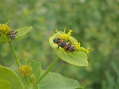 Trichodes leucopsideus