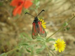Zygaena sarpedon