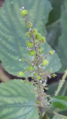 Acalypha paniculata