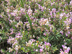 Indigofera sulcata