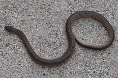 Sonora taylori